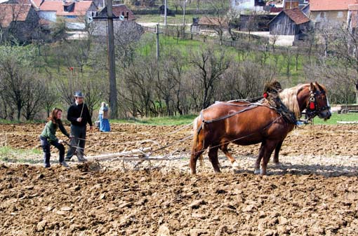 Koňská spřežení potkáte v Banátu na každém kroku Koňská spřežení potkáte v Banátu na každém kroku