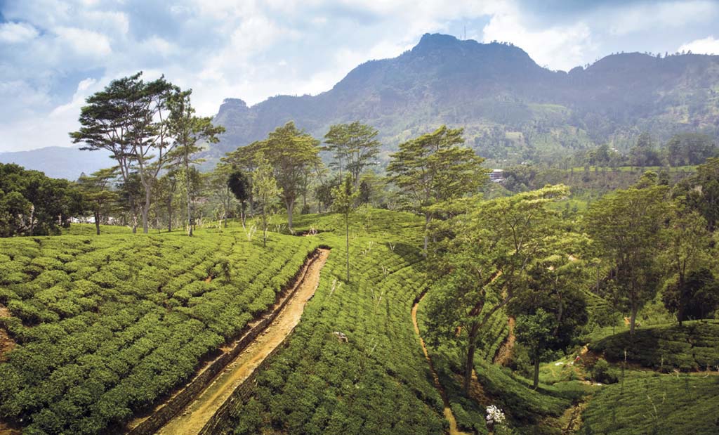 			První exotickou destinací v nabídce Redgreentours byla Srí Lanka			