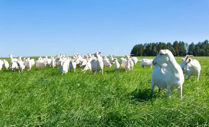 Foto: Shutterstock.com