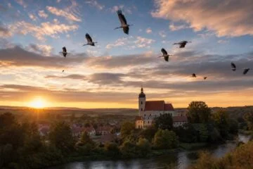 Kde v Česku pozorovat odlet čápů: nejlepší místa a termíny