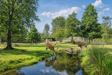 Zoo v Česku pro rodiny mimo Prahu: Plzeň Dvorec Jelení Homole a další